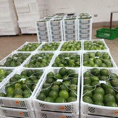 Premium Fresh Kenyan Avocado – Export Quality | 4kg Box - Image 3