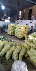 Agritec Fresh Cabbage: Crisp, Naturally Grown, and Vitamin-Rich – product photo 5, product detail gallery
