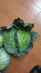 Agritec Fresh Cabbage: Crisp, Naturally Grown, and Vitamin-Rich – product photo 7, product detail gallery