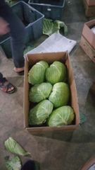 Agritec Fresh Cabbage: Crisp, Naturally Grown, and Vitamin-Rich – product photo 1, product detail gallery