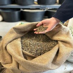 Guatemala Premium Green Unroasted Raw Specialty Coffee Beans Farm Direct Sale, - Image 1