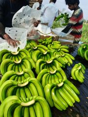 G9 Cavendish Green Banana – product photo 1, product detail gallery