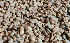 Robusta Green Beans Temanggung – product photo 2, product detail gallery