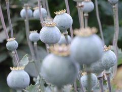 Poppy seeds - Image 2
