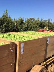 CLASS 1 Export Quality Granny Smith Apples from South Africa!! NEW CROPS!! Excellent packaging - Image 2