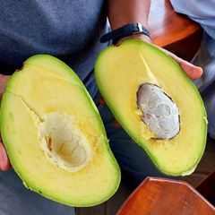 Pameling Avocado - Image 3