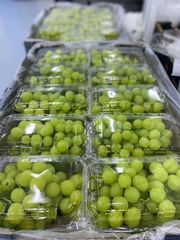 FRESH THOMPSON SEEDLESS GRAPES FOR SALE - PREMIUM QUALITY SEEDLESS GRAPES FROM SOUTH AFRICA – product photo 3, product detail gallery