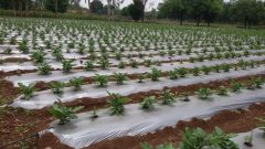 MULCHING FILM - Image 1