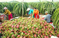 Fresh Dragon Fruit, Fresh Fruit (Thanh Long Vietnam) The Best Fresh Quality- WHATSAP 0084 989 322 607 – product photo 2, product detail gallery