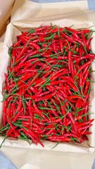 FRESH CHILI - Image 2