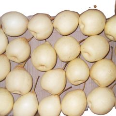 Chinese high quality Ya pear Grade A Taste Sweet Style Fresh Weight (kg) 0.3 Variety Ya Pear Certification TOP Type Pear, Ya - Image 1
