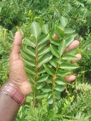 Fresh Curry Leaves - Image 1