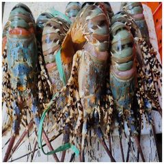 Fresh Quality Pacific  Red Lobsters for sale. - Image 5