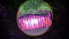 Fresh carrot medium size - Image 1