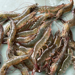 Frozen Vannamei Shrimp Supplier & Exporter India | HOSO, HLSO, PD, PUD | IQF & Block Frozen Seafood - Image 1
