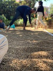 Coffee Beans - Image 4