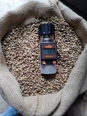 Robusta Green Coffee Bean - Origin Java, Indonesia, PT Harvest Nusa Trading, Lets Connect - Image 1