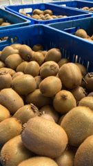 FRESH PREMIUM KIWIFRUIT FROM SOUTH AFRICA! CLASS 1 QUALITY! NEW CROPS EXCELLENT PACKING - Image 4
