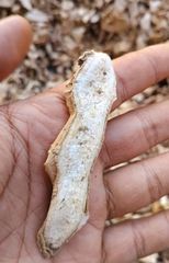 Dried ginger - Image 2
