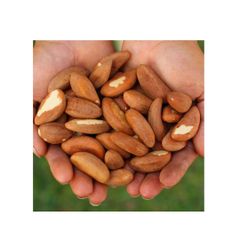 Bulk supply Brazilian nuts wholesale cheap price nutritious quality - Image 4