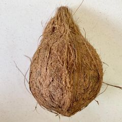 Coconut – product photo 2, product detail gallery
