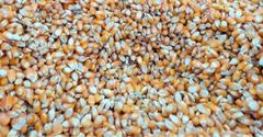 Indian Yellow maize - Image 4