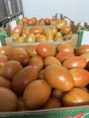 TOMATO – product photo 5, product detail gallery