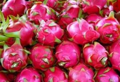 Cheap Price of Dragon Fruit From Indonesia +62811446099 Grade A Taste Sweet Style Fresh Model Number 12 Color RED - Image 5