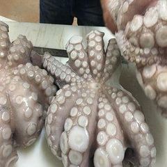 Octopus vulgaris - Image 3