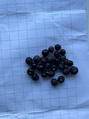 Elderberry, nettle leaves, rosehips, Sage leaves etc. - Image 1