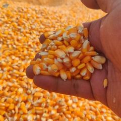Yellow Corn Maize For Animal Feed - Image 1