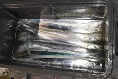 Mackerel Fish - Image 1