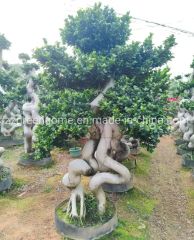 Odd Roots Ficus Live Ficus Plant - Image 6