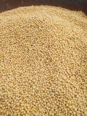 Premium Non-GMO Soybean-High Quality Organic and safe Soy Beans For Food and Feed - Image 1