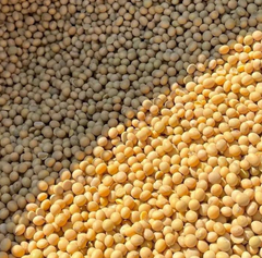 Soybeans (Human & Industrial Grade) - Image 2