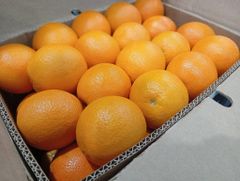 Class 1 Export Quality South African Oranges, Navel, Valencia, Cara Cara Oranges, BULK SUPPLY!! – product photo 4, product detail gallery