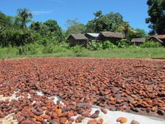 Cocoa Beans - Image 2