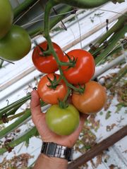 tomato Supplier Application - Climbo Cluster Tomato (GlobalGAP, BRC IFS, Good Agriculture, GRASP Certified) - Image 1