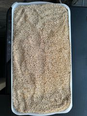 Premium  Sesame Seeds – product photo 1, product detail gallery