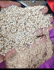sesame seed – product photo 1, product detail gallery