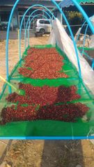 Organic Arabica Coffee Bean Color Green Grade A and B Weight (kg) 50 Variety Arabica Type Coffee Bean Model Number BPL Brand Name - Image 5