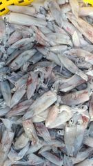 Squid - Image 1
