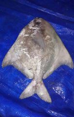Fresh Chilled Chines pomfret Payment Terms LC & TT Shipping Method By Air - Image 1
