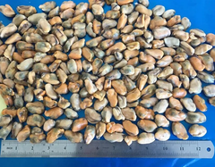 Hot Sale Chinese Seafood Boiled Frozen Mussel Meat with shell or half shell or without shell - Image 3