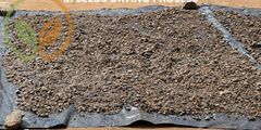 Voacanga africana Seeds - Ivory Coast Origin, Sun-Dried & Sorted, Alkaloid Profile per Lot - Image 3