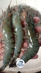 Tiger prawns size 13/15 - Image 1
