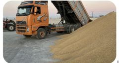 Medium Grain White Rice – product photo 1, product detail gallery