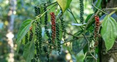 PREMIUM ORIGINAL PURE BLACK PEPPER FROM SRI LANKA – product photo 2, product detail gallery