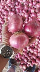Nashik Fresh Onion - Image 2