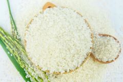 Buy Japonica Rice 25kg 50kg High Quality Short Grain Rice Clean Polished White Grain Sticky Texture Perfect For Sushi Japanese Cuisine And Home Cooking Fast Delivery Premium Quality Wholesale – product photo 3, product detail gallery